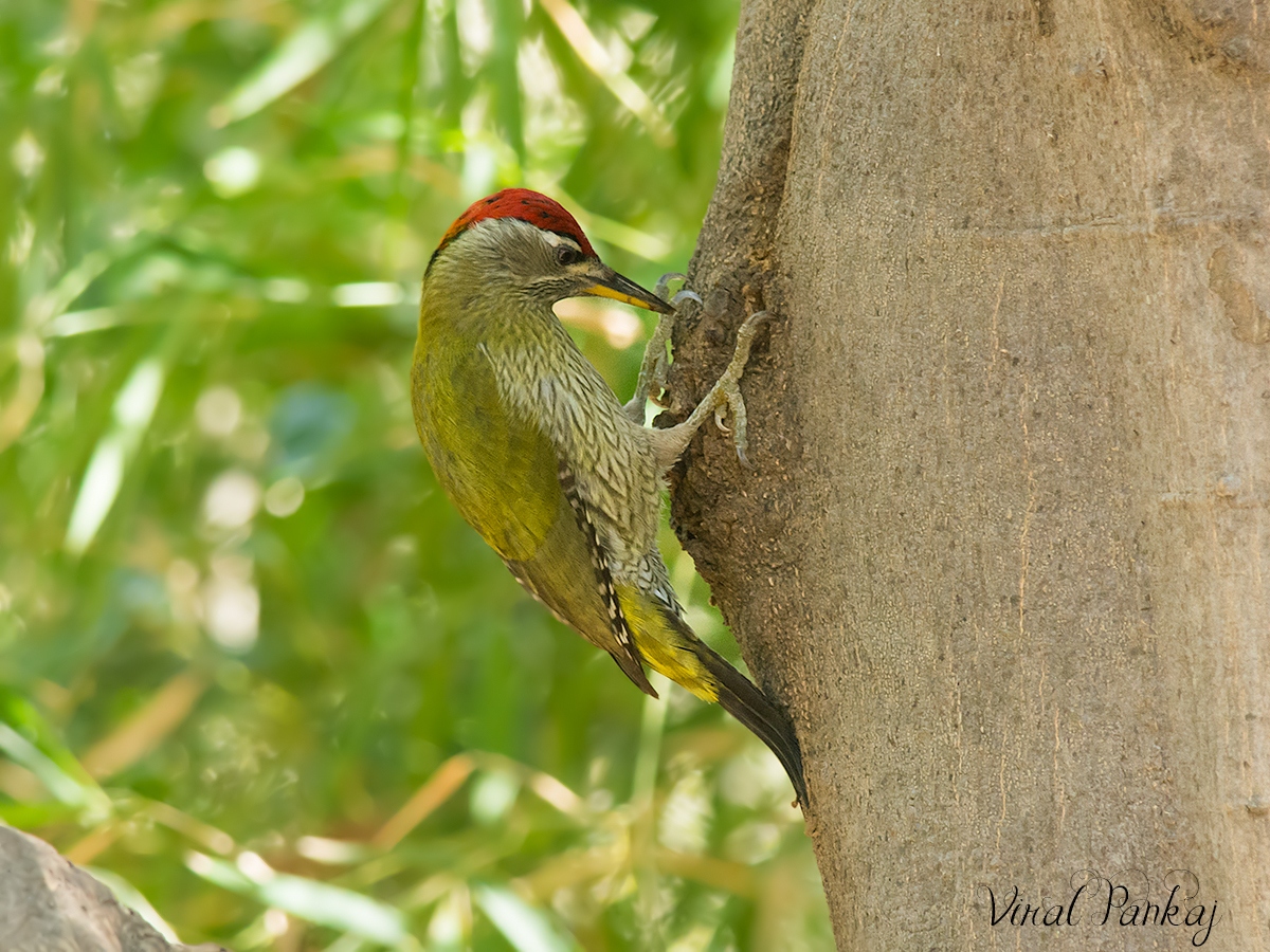 Streak-throated Woodpecker